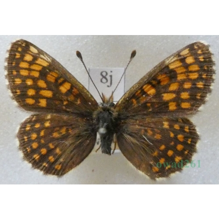 Melitaea aurelia Nickerl, 1850 female Przeplatka aurelia Czech8j